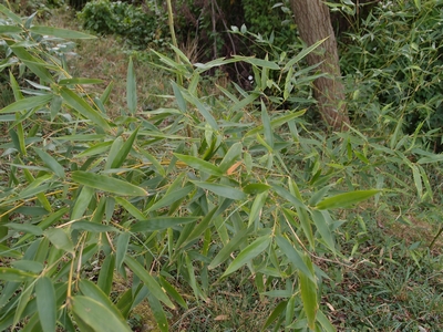Phyllostachys acuta Hangzhou